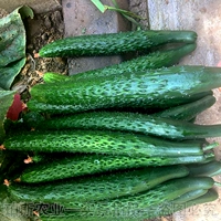 5 деревьев больших саженцев огурца