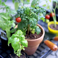 6 карликовых саженцев с красными томатами 6 деревьев