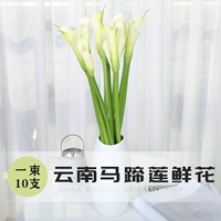 [10 филиалов и один галстук] базовые базы Kunming Straight Horseshoe Lotus Lotus