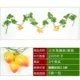Xiaotaozi Gooto (5 установок)