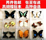 Новый образ образец образец для обучения для обучения бабочки с крыльями