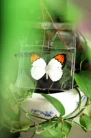 Крэновая розовая бабочка 8 см.