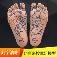 Super Clear Fengfan Soft Trail Fit Model Point Point Massage Massage Foot Perfoid Testsing Meridian Acupoint Color