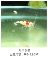 Красный и белый кристалл 20 Получите 5 свободных потерь