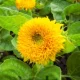 Той медведь Xiang Sunflower Seedings 3