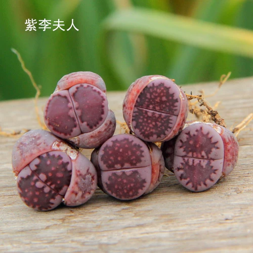 Сочные растения сырой камень вентилятор цветок XIN