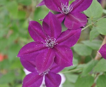 铁线莲紫水晶美人