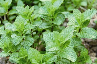 新货野生鱼香草土薄荷家用鲜草调味煮鱼增鲜可于厨房盆栽现摘现发