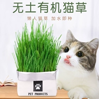 Гидрология кошачьей травы ленивая кошачья трава посадка котята кошачья трава кошачья закуски без почвы