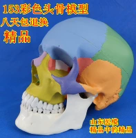 Модель черепа, реалистичная человеческая голова, медицинский художественный образец