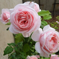 Натуральный сад натамо ежемесячный розовый цветок сезонный цветочный розовый розовый базовый горшок с небольшим миао бесплатная доставка