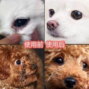 Thuốc nhỏ mắt, nước mắt, thuốc nhỏ mắt, thuốc nhỏ, đi chó, Wang muốn thả chó con, chó trưởng thành - Thuốc nhỏ mắt