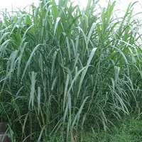 【Многолетний волк хвост】/jin