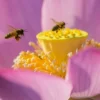 Товары от 卫民蜜蜂生态园