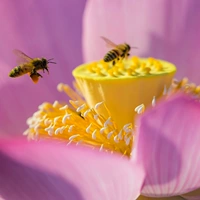 Свежий лотос пыльца натуральный порошок лотоса напрямую производится и продается прямой подачей пчелиного двора (гранулированные по умолчанию)