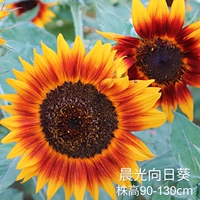 Капсулы Masuine Sunflower 100