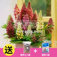 20 капсул Lu Binghua+почвенное удобрение