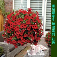 Jinlang red 11cm Pot (купить 5 Get 5 Get 1)