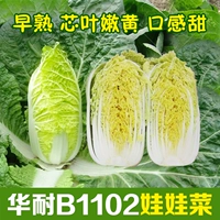 Hua nai B1102 Семена овощей, маленькие листья сердца, свежие желтые шарики листьев.