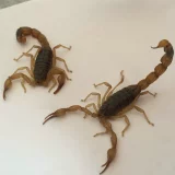 Yimeng Full Scorpion Scorpion Live Scorpion Edible Император Scorpion Live Body