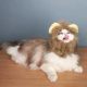 Маленький лев
