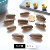 【10】 Fairy Snails