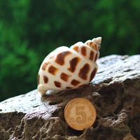 Dongfeng Snail [5-6 см]