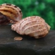 Pipa Snail [8-9 см]