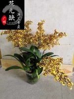 Wenxin Lan красочный озеро Wenxin Lan 'Compact' Wenxin Lan Wenxin Lan с цветами