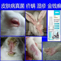 Медицина для кролика доктор Банни Банни Буридс, подвесные, голландские голландские кожи кроличьей кожи, грибные аметерные клещи лекарства