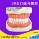 28 Полный рот бутик -модель зуба