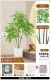 1,6 метра 3 голов Bamboo Bamboo South Sky?