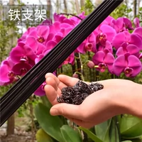 Орхидея фиксация стойки Phalaenopsis Money Tree Tree Heart Iron Irange проволочный завод