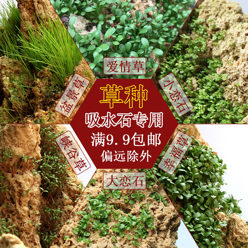 上水石草种子假山草籽吸水石种子盆景草种微景观室内鱼缸水草造景