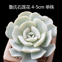 Rou's Stone Lotus 4-5 см.