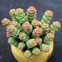 Каштановый