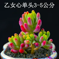 Auro Heart 2-4 см.