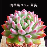 Средний розовый