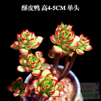 Бедная утка 3-5 см