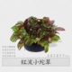 Red Bo Xiaoda