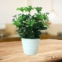 Cây mô phỏng trang trí trong nhà và ngoài trời nhựa giả chậu trồng củ cải xanh trồng trong chậu mô phỏng hoa và cây web cây cà phê hoa giả - Hoa nhân tạo / Cây / Trái cây lan giả