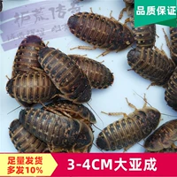Дубийские тараканы живые тела живые личинки, различные спецификации арованы питательной ящерицы