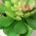 Sáng tạo mô phỏng mọng nước trồng giả xanh xanh trong nhà phòng khách văn phòng bonsai đồ trang trí trang trí nhựa Trang trí nội thất